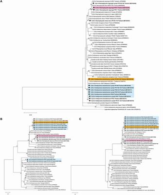 Phylogenetic Studies of Coxiella-Like Bacteria and Spotted Fever Group Rickettsiae in Ticks Collected From Vegetation in Chaiyaphum Province, Thailand